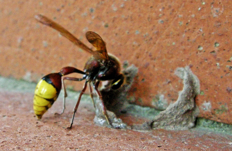 Delta unguiculatum F che costruisce il nido di fango: